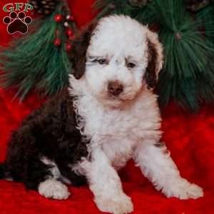 Bruce, Mini Bernedoodle Puppy